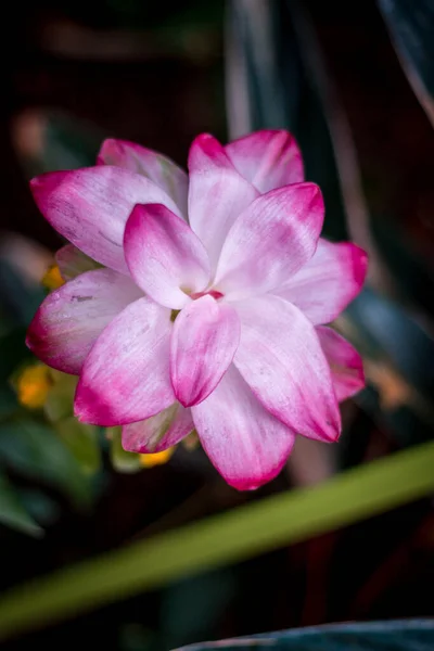 Bela Flor Rosa Estufa Tropical — Fotografia de Stock