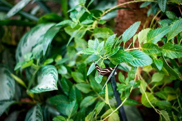 Papillon Perché Sur Une Plante Frederik Meijer Gardens Grand Rapids — Photo