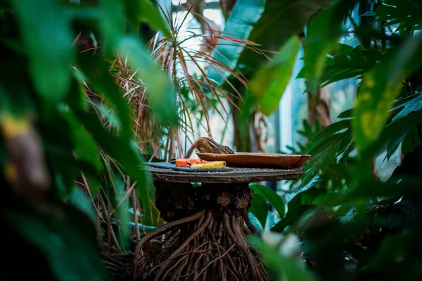 Sincap Tropik Serada Kuş Yemi Yiyor — Stok fotoğraf