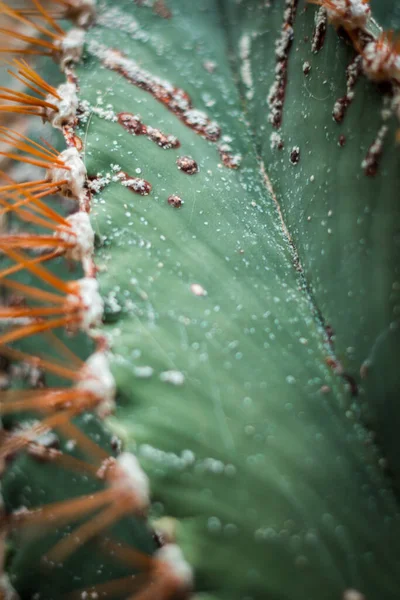 Close Cactus Arid Greenhouse — Stock Photo, Image