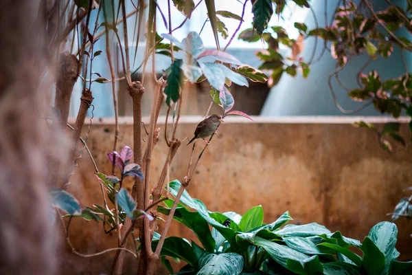 Finch Tropikal Seradaki Bir Bitkinin Üzerine Tünemiş — Stok fotoğraf