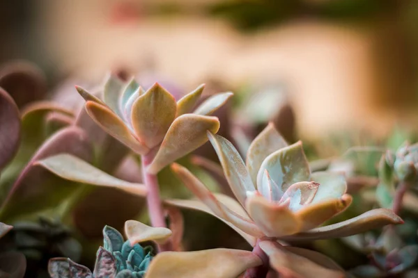 Macro Shot Minuscules Succulents — Photo