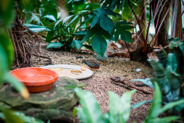 Fürjfióka Keres Vagy Élelmiszer Trópusi Üvegházban — Stock Fotó