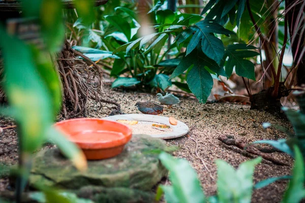 Quail Chick Looking Food — Stock Photo, Image