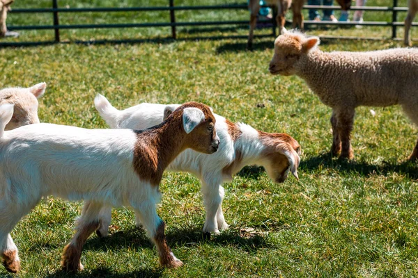 Goats in a petting zoo