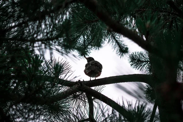 Silhuett Fågel Uppflugen Ett Träd Grand Rapids Michigan — Stockfoto