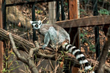 Lemur hayvanat bahçesindeki yaşam alanına tırmanıyor.