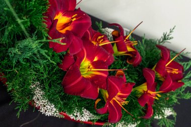 Kırmızı zambaklar bir gösteride çiçek açıyor.