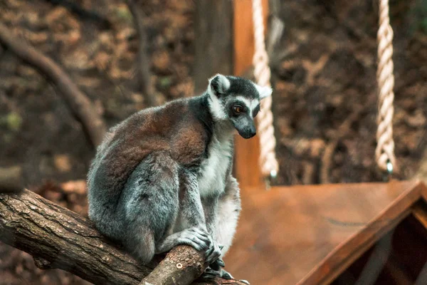 Λεμούρ Κάθεται Ένα Περίβλημα Στο Ζωολογικό Κήπο — Φωτογραφία Αρχείου