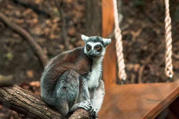 Lemur Sitting Enclosure — 스톡 사진