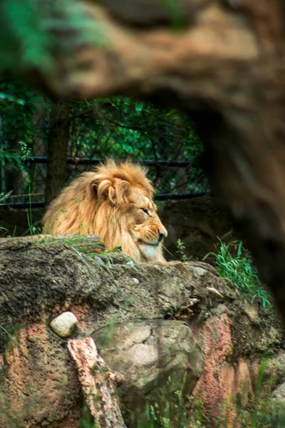 Leão Descansando Cima Uma Borda Rochosa — Fotografia de Stock