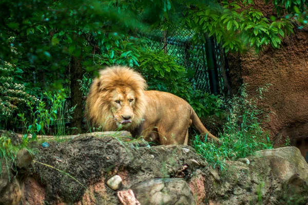 Lion Roaming Cima Uma Borda Rochosa — Fotografia de Stock