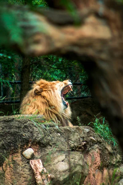 Aslan Bir Yaz Günü Hayvanat Bahçesinde Esniyor — Stok fotoğraf