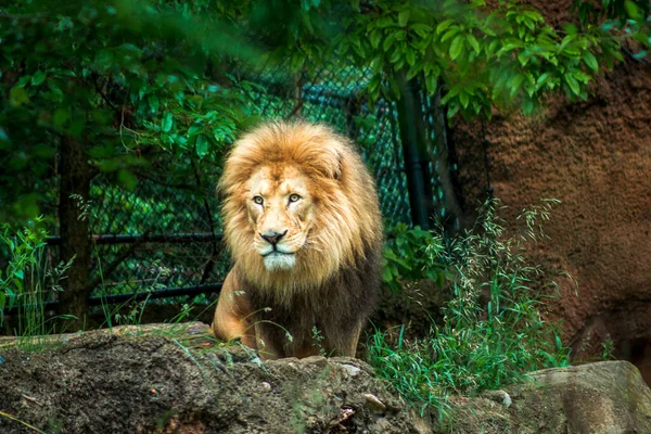 Lion Looking Out Zoo Enclosure — 图库照片
