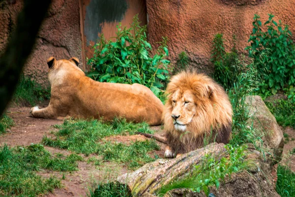 Pair Lions Resting Zoo — 图库照片