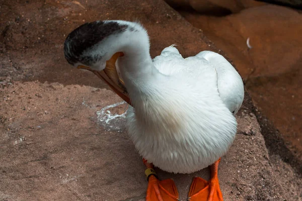 Pelicano Preening Sua Pena Zoológico — Fotografia de Stock