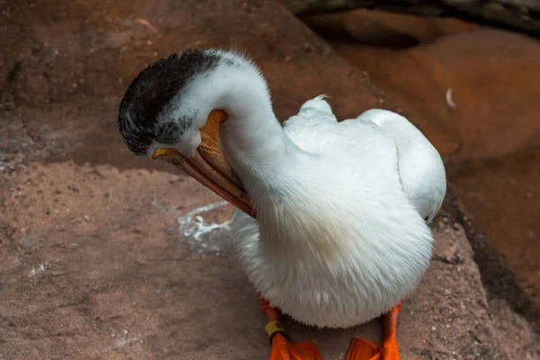 Pelicano Preening Sua Pena — Fotografia de Stock