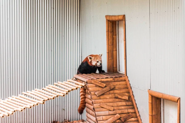Red Panda Climbing Ledge — 스톡 사진