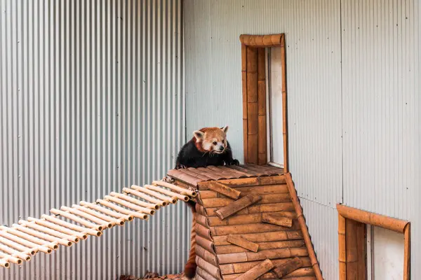 Vermelho Panda Escalando Recinto Zoológico — Fotografia de Stock