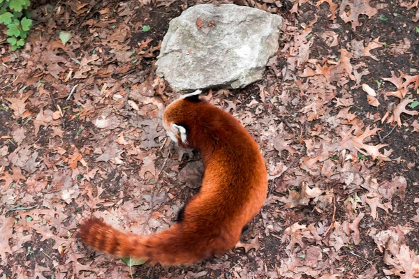 Panda Rojo Vagando Alrededor Hábitat — Foto de Stock