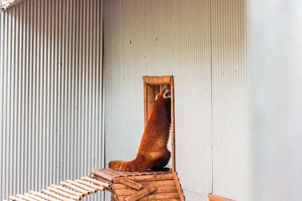 Vermelho Panda Arranhando Uma Porta Zoológico — Fotografia de Stock
