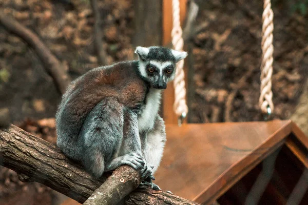 Ring Tailed Lemur Enclosure Zoo — 스톡 사진