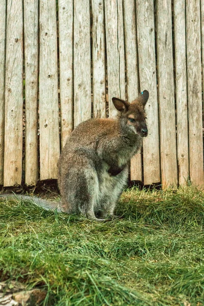 Wallaby Enclosure Zoo — 스톡 사진