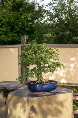 Japon bahçesinde sergilenen Bonsai ağacı.