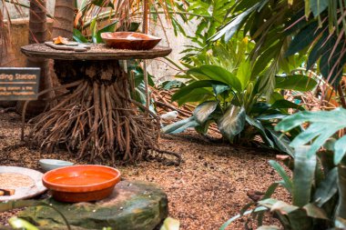 Tropikal serada küçük beyaz kuş