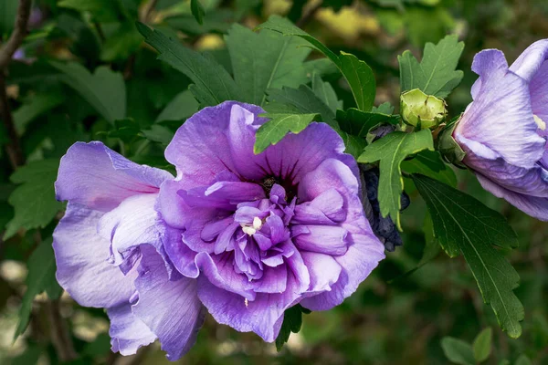 Hermosa Flor Púrpura Flor Verano — Foto de Stock