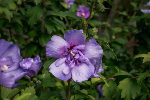 Flor Púrpura Floreciendo Verano — Foto de Stock