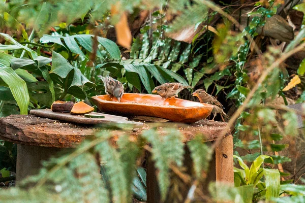Madarak Esznek Egy Tálból Trópusi Üvegházban Frederik Meijer Kertben — Stock Fotó