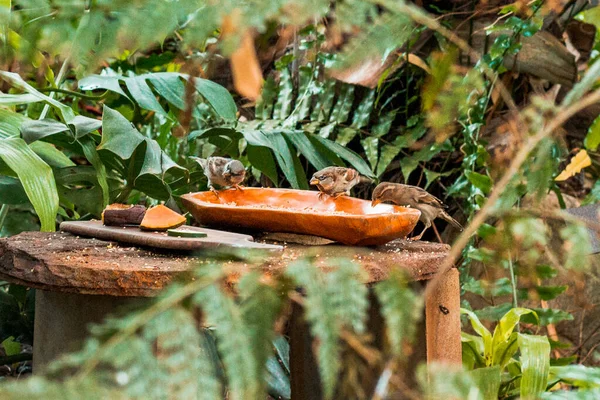 Birds Eating Out Dish Tropical Greenhouse Grand Rapids Michigan — 스톡 사진
