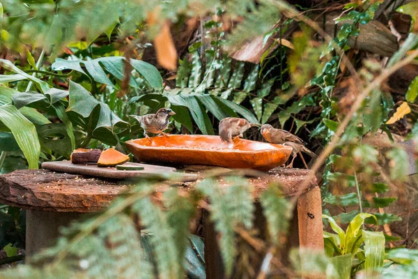 Madarak Esznek Egy Tálból Trópusi Üvegházban — Stock Fotó