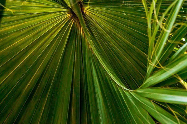 Gros Plan Grand Fronde Sur Arbre Dans Serre Tropicale — Photo