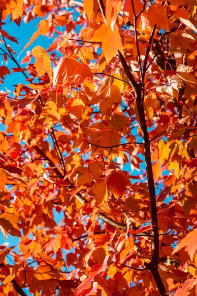 Belles Feuilles Orange Pendant Automne — Photo