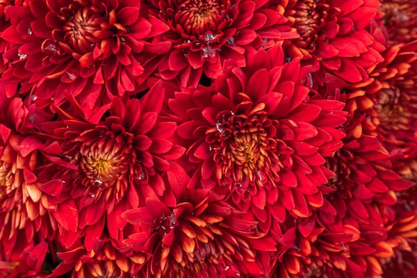 Chrysanthèmes Rouges Pleine Fleur — Photo
