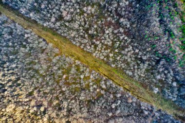 Orman yolu manzaralı Arial orman ağaçlarının drone görüntüsü. Tepeler ülkesi