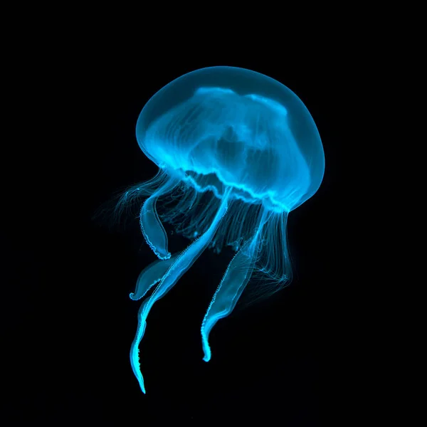 Jellyfish Close Isolated Black Background — Stock Photo, Image