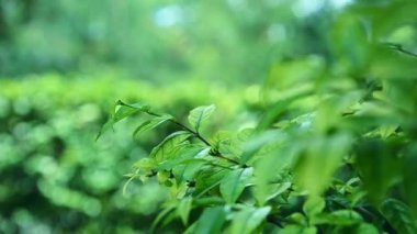 Ağaçların yaprakları rüzgarda savruldu yeşil bir zemine karşı.