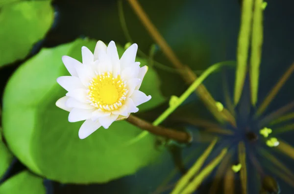 Lotus — Stockfoto