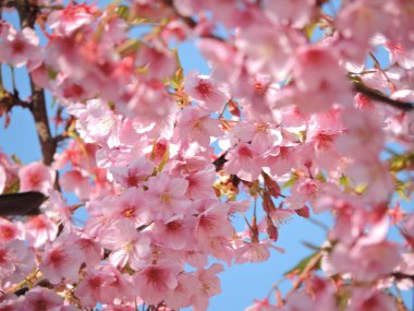 Güzel kiraz çiçeği sakura çiçeği 