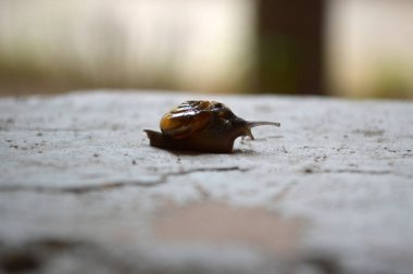 Küçük sevimli gölet salyangozu duvarda kaybolur.