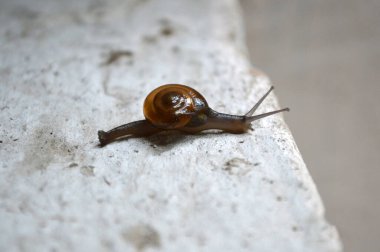 Küçük sevimli gölet salyangozu duvarda kaybolur.