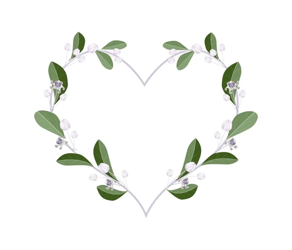 Calotropis Gigantea Flowers in A Heart Shape — Stockvector