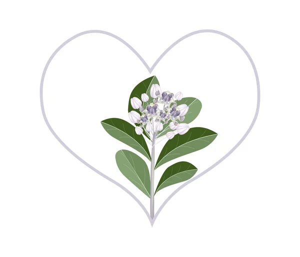 Roxo Calotropis Gigantea Flores em forma de coração — Vetor de Stock
