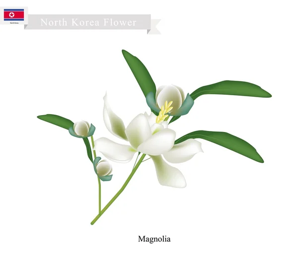 Siebold's Magnolia The National Flower of North Korea — Stock Vector