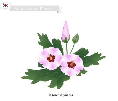 Güney Kore Ulusal Çiçeği, Hibiscus Syriacus