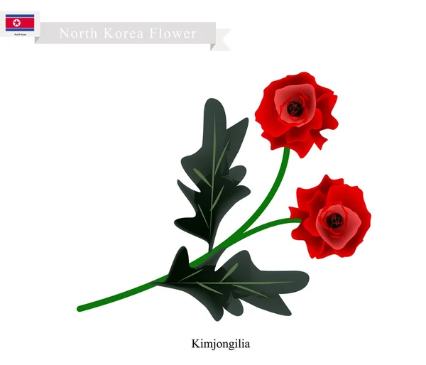 Tuberous Begonia Flower or Kimjongilia Flower of North Korea — Stock Vector