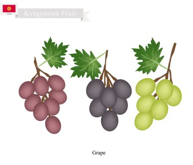 Olgun Üzüm, Kazakistan'da Popüler Bir Meyve